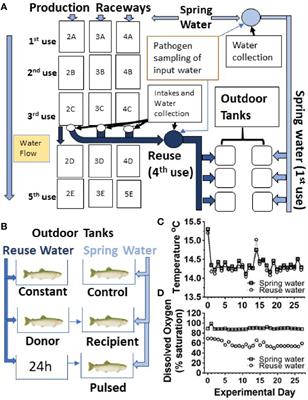 Aquaculture Reuse Water, Genetic Line, and Vaccination Affect Rainbow Trout (Oncorhynchus mykiss) Disease Susceptibility and Infection Dynamics